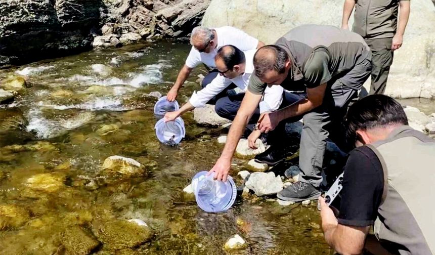 İLİŞİ ÇAYI'NA 15 BİN ALABALIK SALINDI