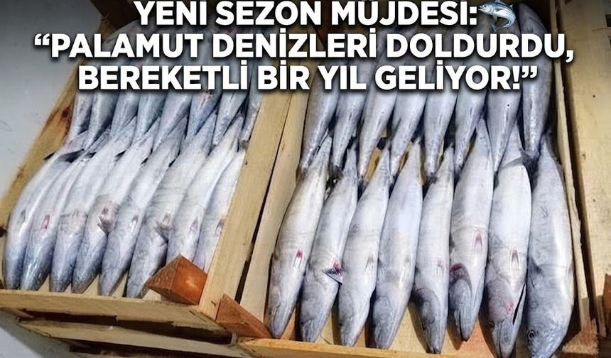 YENİ SEZON MÜJDESİ: "PALAMUT DENİZLERİ DOLDURDU, BEREKETLİ BİR YIL GELİYOR!"