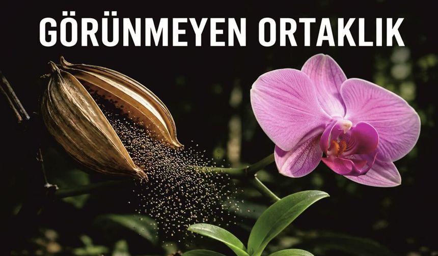 Doğanın En Gizli İttifakı: Bir Orkidenin Yaşam Mücadelesi Nasıl Başlıyor?