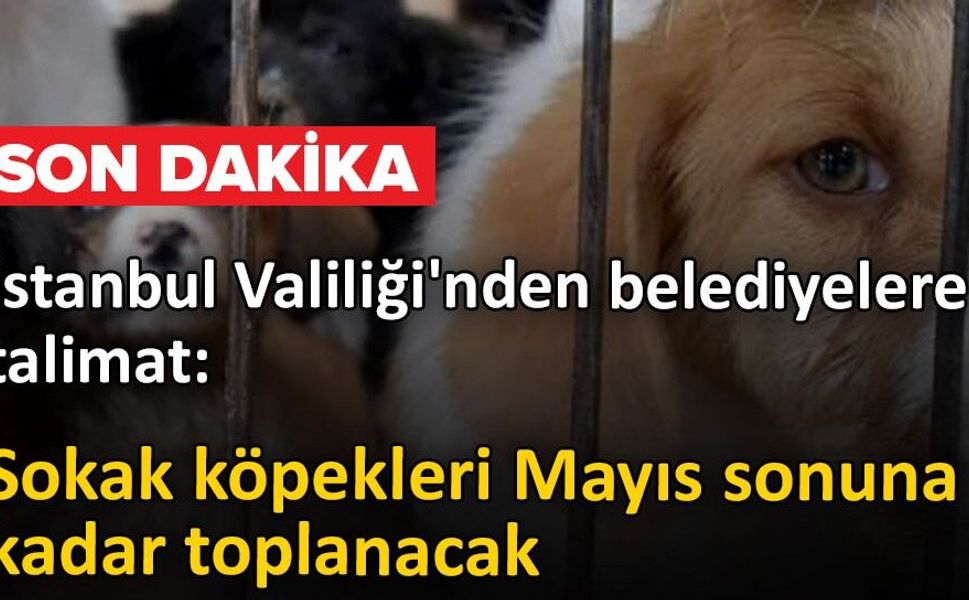 İstanbul Valiliği’nden 39 İlçeye "Sokak Köpeği" Talimatı: