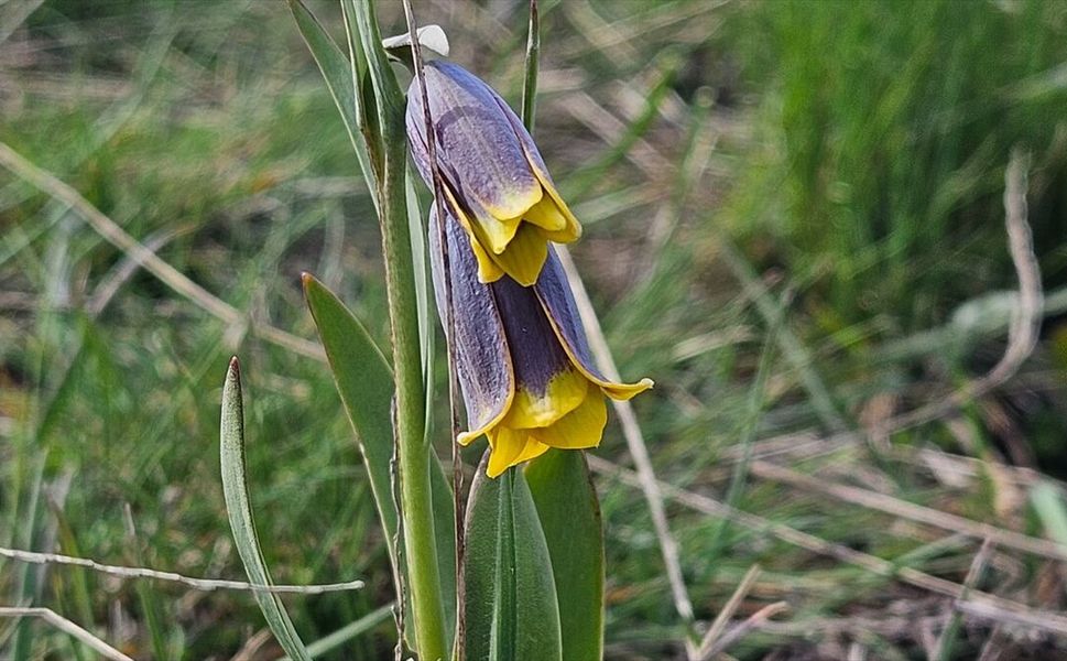 'Mahcup Lale' Görsel Şölen Sunuyor