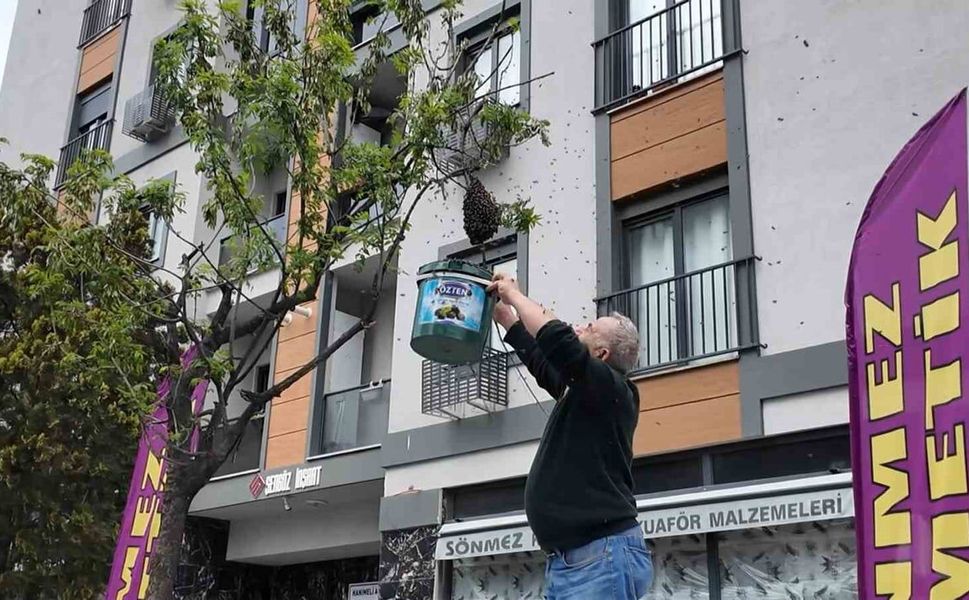 Şehrin Göbeğinde Arı İstilası Değil, "Misafirliği"
