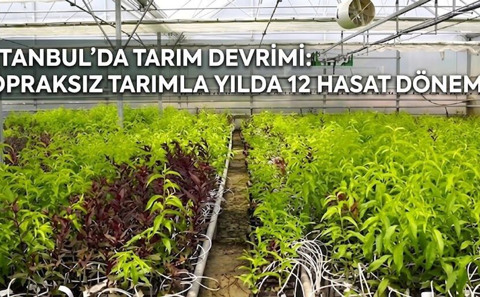 İstanbul'da Tarım Devrimi: Topraksız Tarımla Yılda 12 Hasat Dönemi!