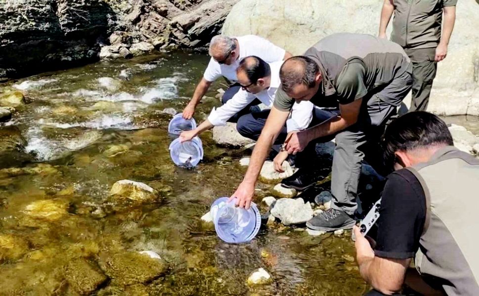 İLİŞİ ÇAYI'NA 15 BİN ALABALIK SALINDI