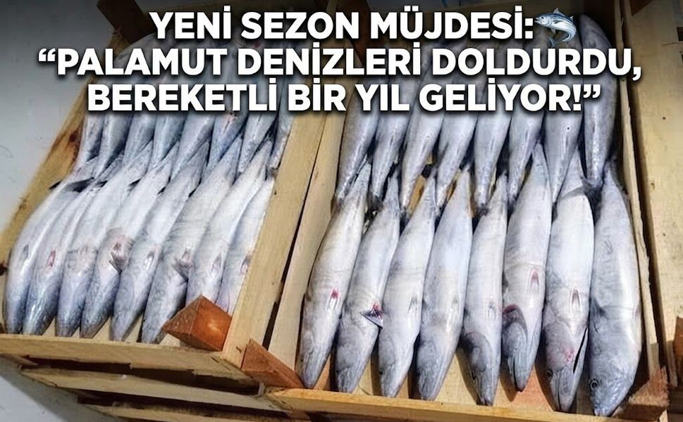 YENİ SEZON MÜJDESİ: "PALAMUT DENİZLERİ DOLDURDU, BEREKETLİ BİR YIL GELİYOR!"
