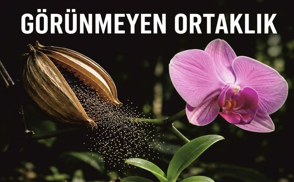 Doğanın En Gizli İttifakı: Bir Orkidenin Yaşam Mücadelesi Nasıl Başlıyor?