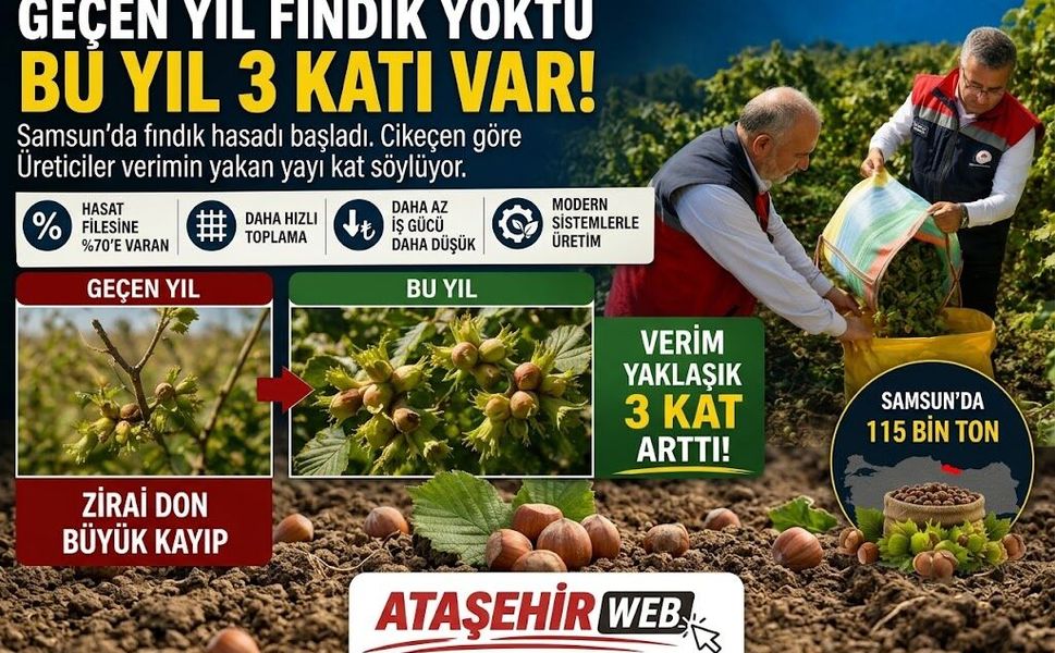 Samsun’da Fındık Bereketi