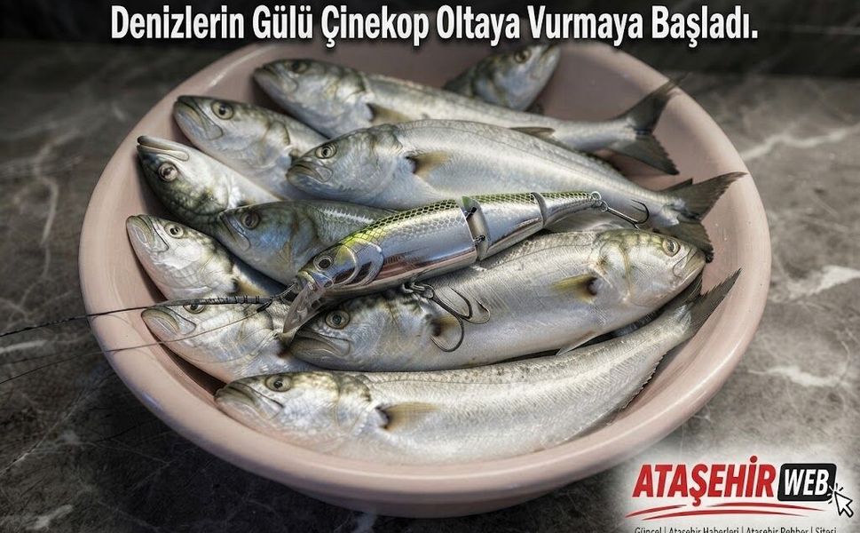 Denizlerin Gülü Çinekop Oltaya Vurmaya Başladı