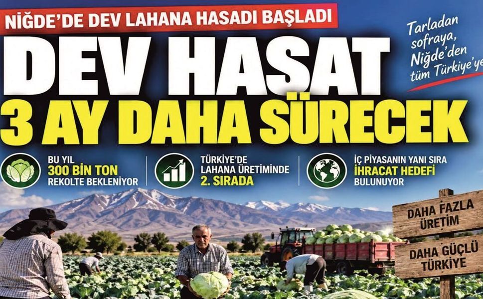 Niğde’de 300 Bin Tonluk Dev Lahana Hasadı Başladı