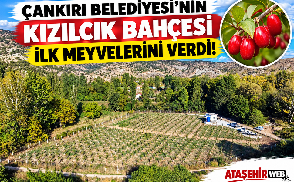 ÇANKIRI BELEDİYESİ’NİN KIZILCIK BAHÇESİ İLK MEYVELERİNİ VERDİ!