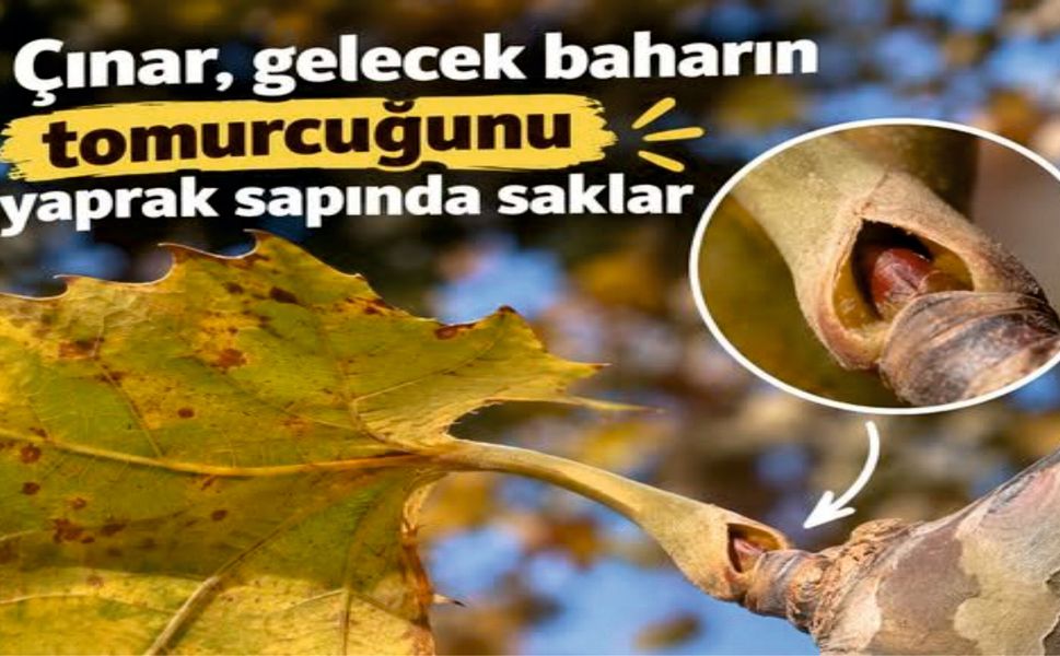 Çınarın Yaprak Altındaki Gizli Bahar Hazırlığı